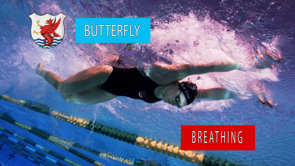 butterfly swim